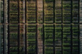 The Rise of Urban Farming: Growing Food in the Heart of Cities